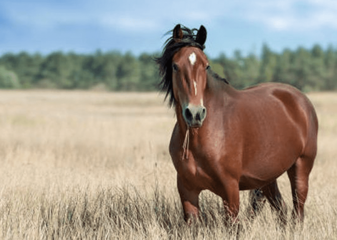 Menjinakkan Kuda Dengan Cara Membangun Kepercayaan