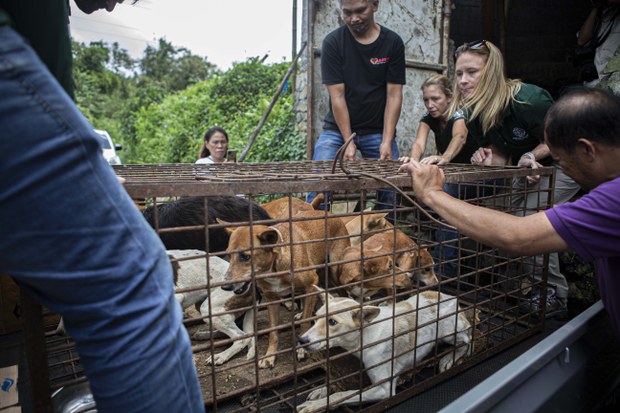 Praktik Perdagangan Anjing Dan Kucing Untuk Konsumsi Di Indonesia